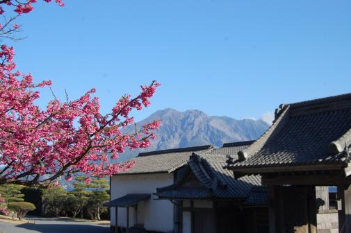 早春の仙巌園