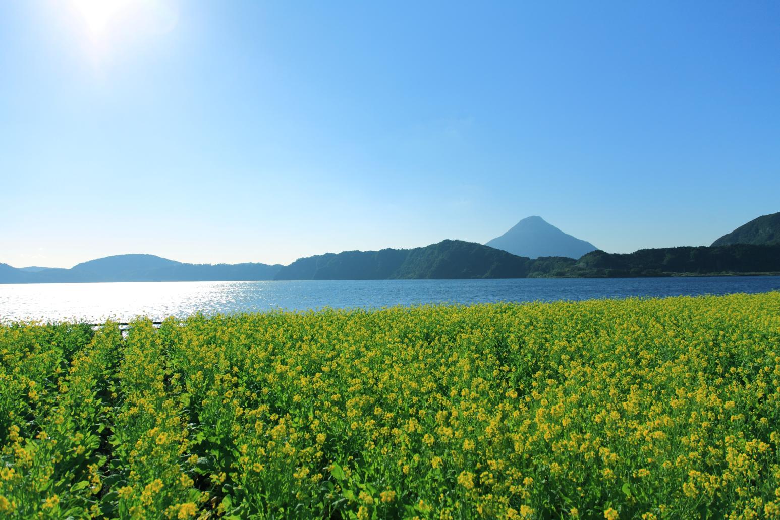 鹿児島で見つける早春の絶景：12月から楽しむ菜の花スポットと見頃情報