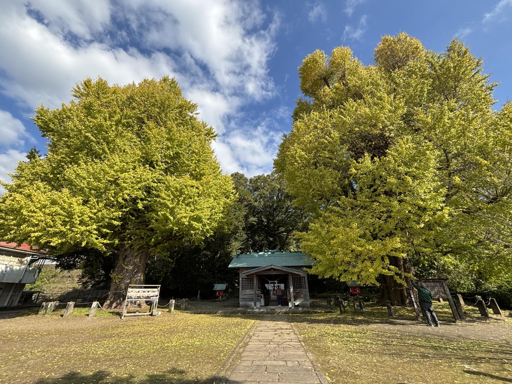 宮浦宮（福山のイチョウ）（霧島市）-1