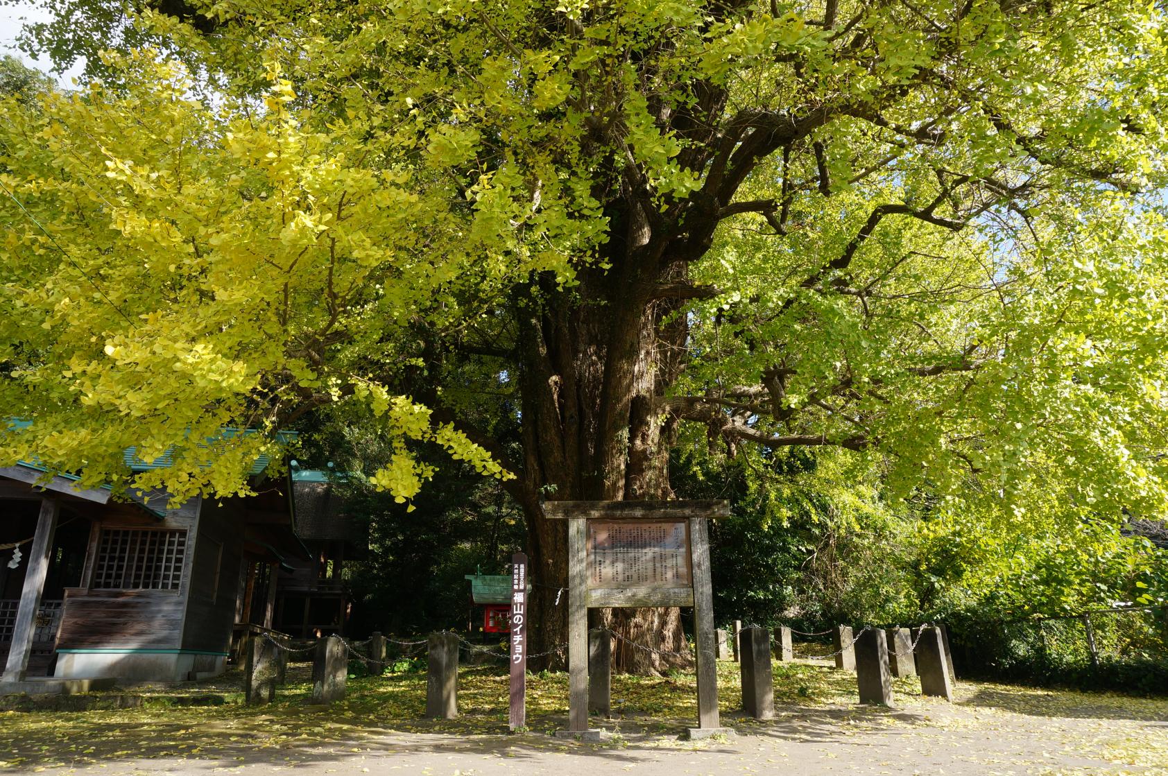 宮浦宮（福山のイチョウ）（霧島市）-2