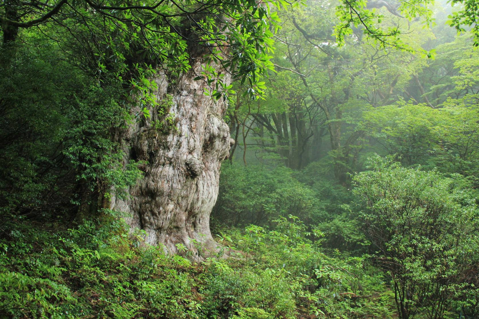 조몬스기(縄文杉)-0