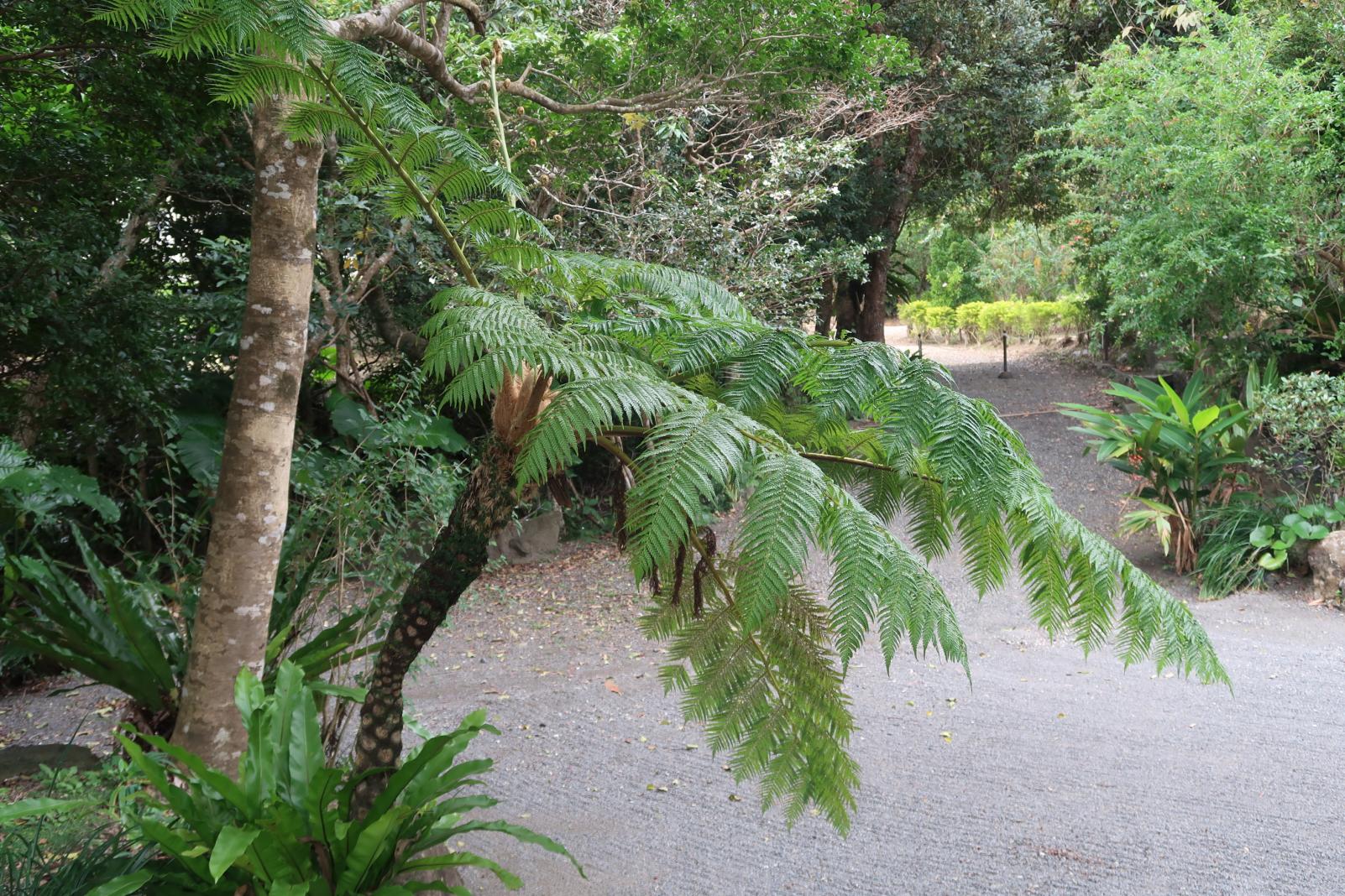 大島紬村-0