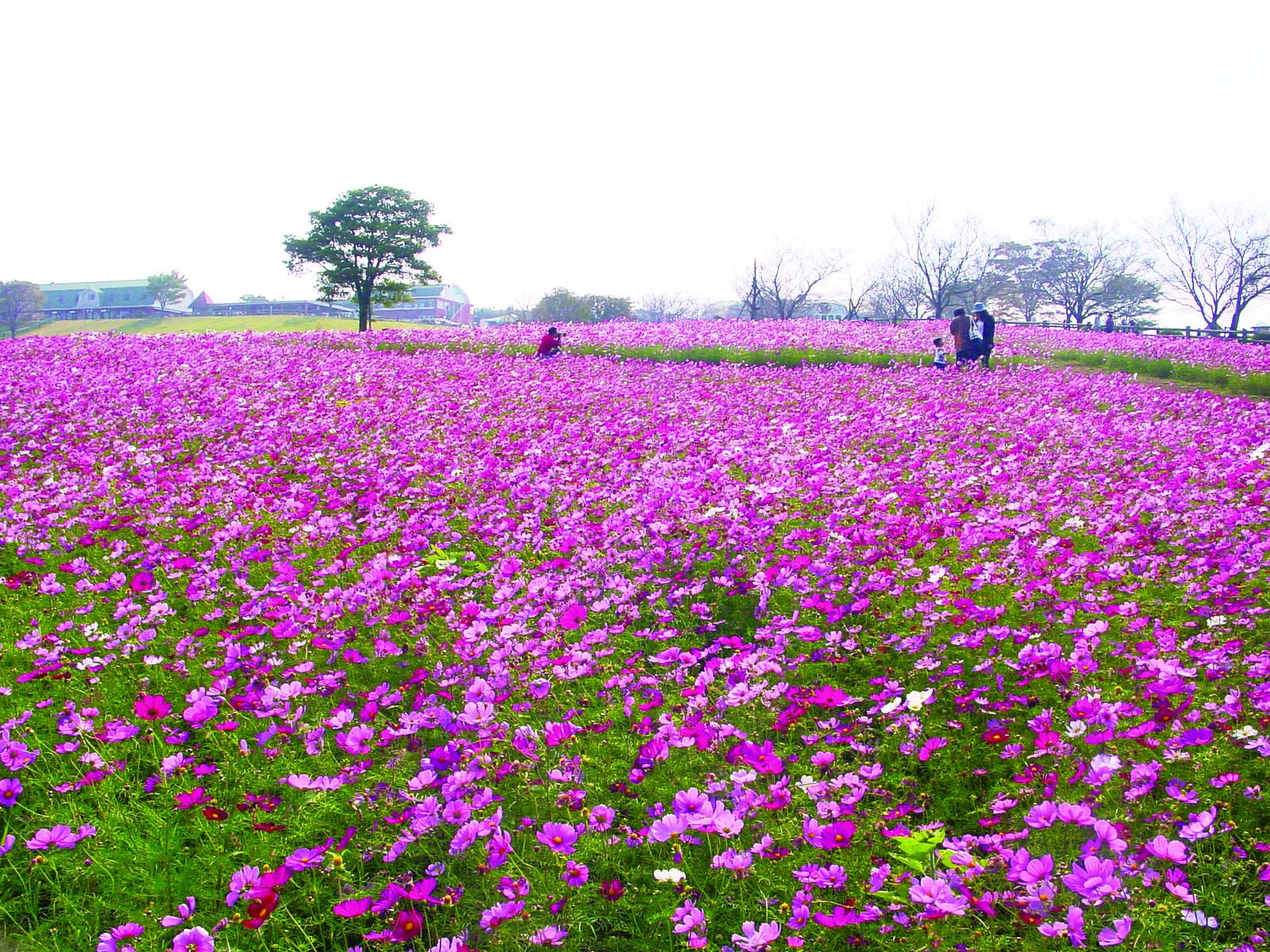 【宮崎県都城市】高千穂牧場（コスモス）-0