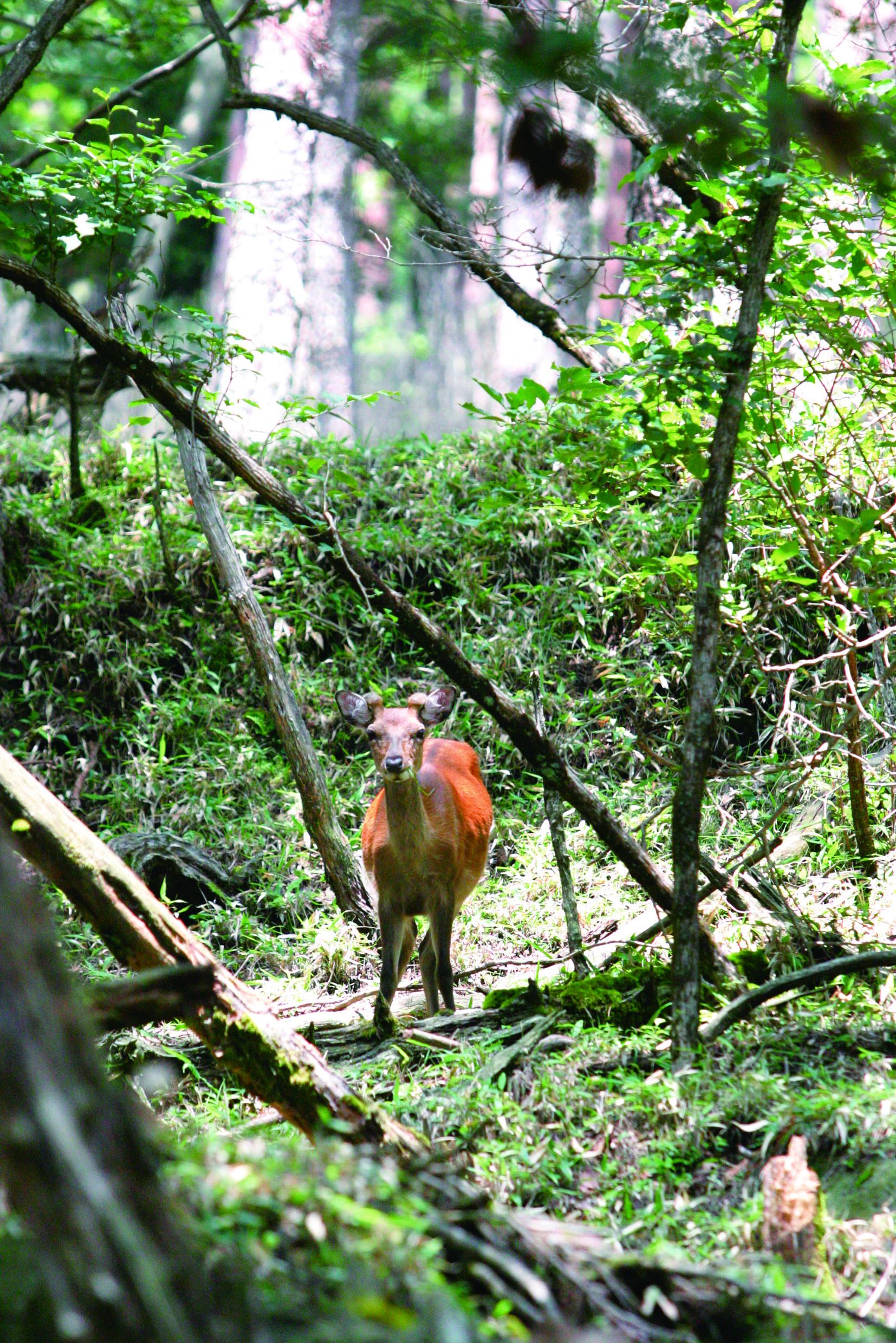 【宮崎県えびの市】えびの高原つつじヶ丘（ススキ）-1