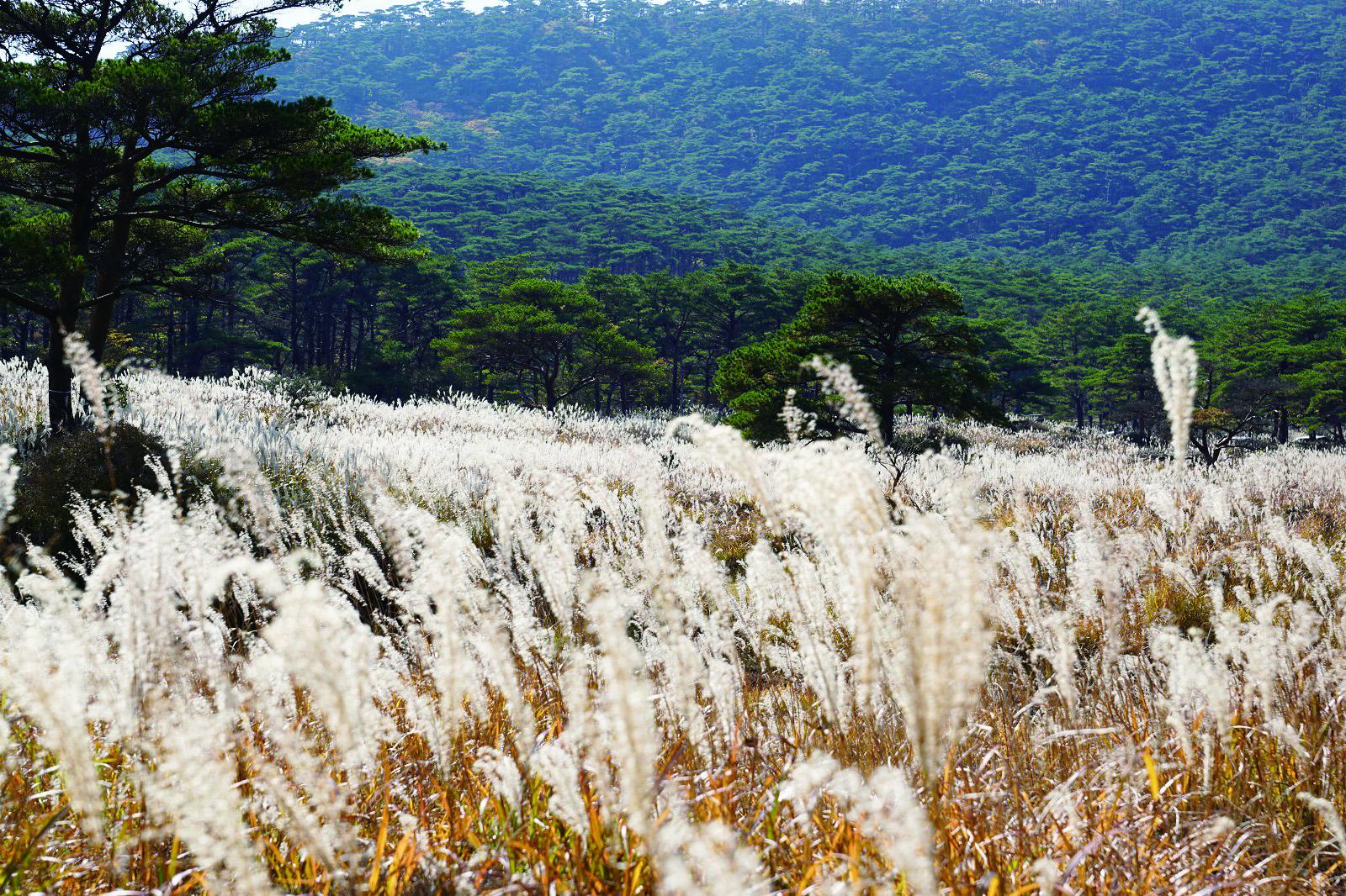 【宮崎県えびの市】えびの高原つつじヶ丘（ススキ）-0