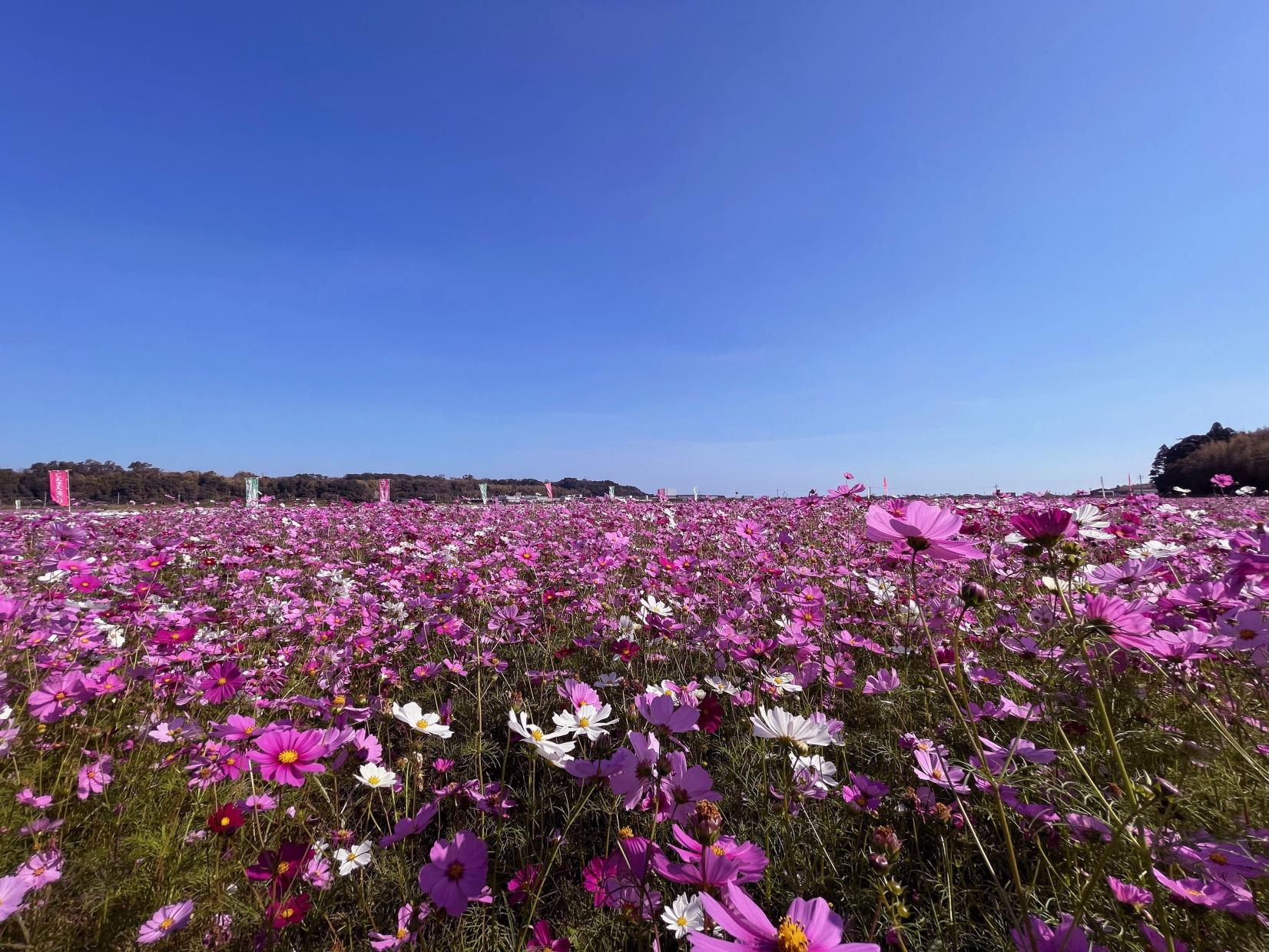 【大崎町】菱田のコスモス-0