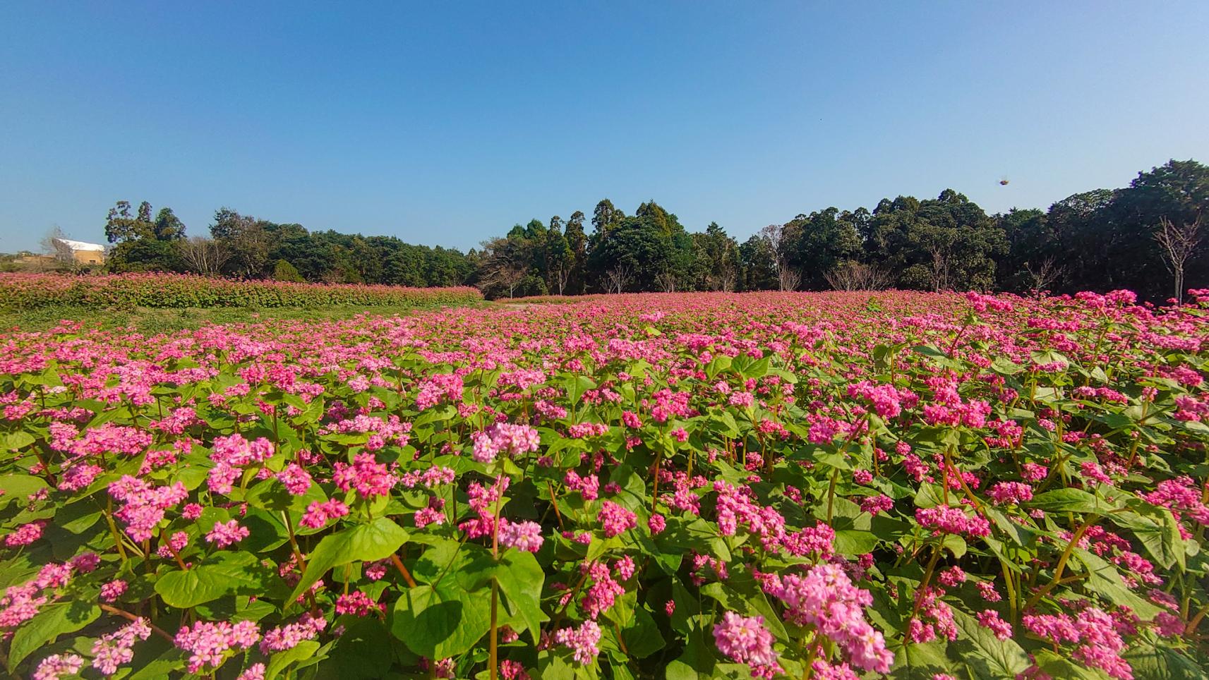 【鹿屋市】霧島ヶ丘公園・かのやばら園（コスモス・バラ・赤そば）-4