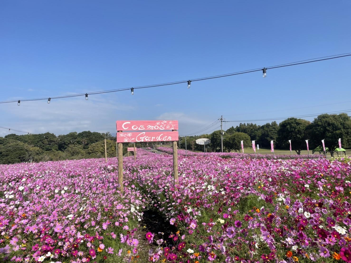 【鹿屋市】霧島ヶ丘公園・かのやばら園（コスモス・バラ・赤そば）-0