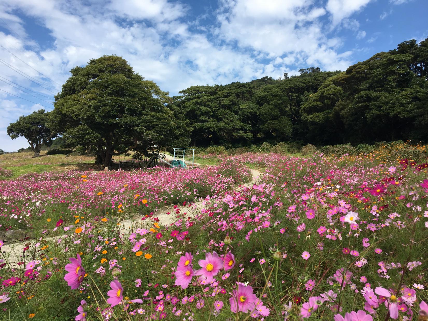 【薩摩川内市】柳山アグリランド　やなぎやま村（コスモス）-0