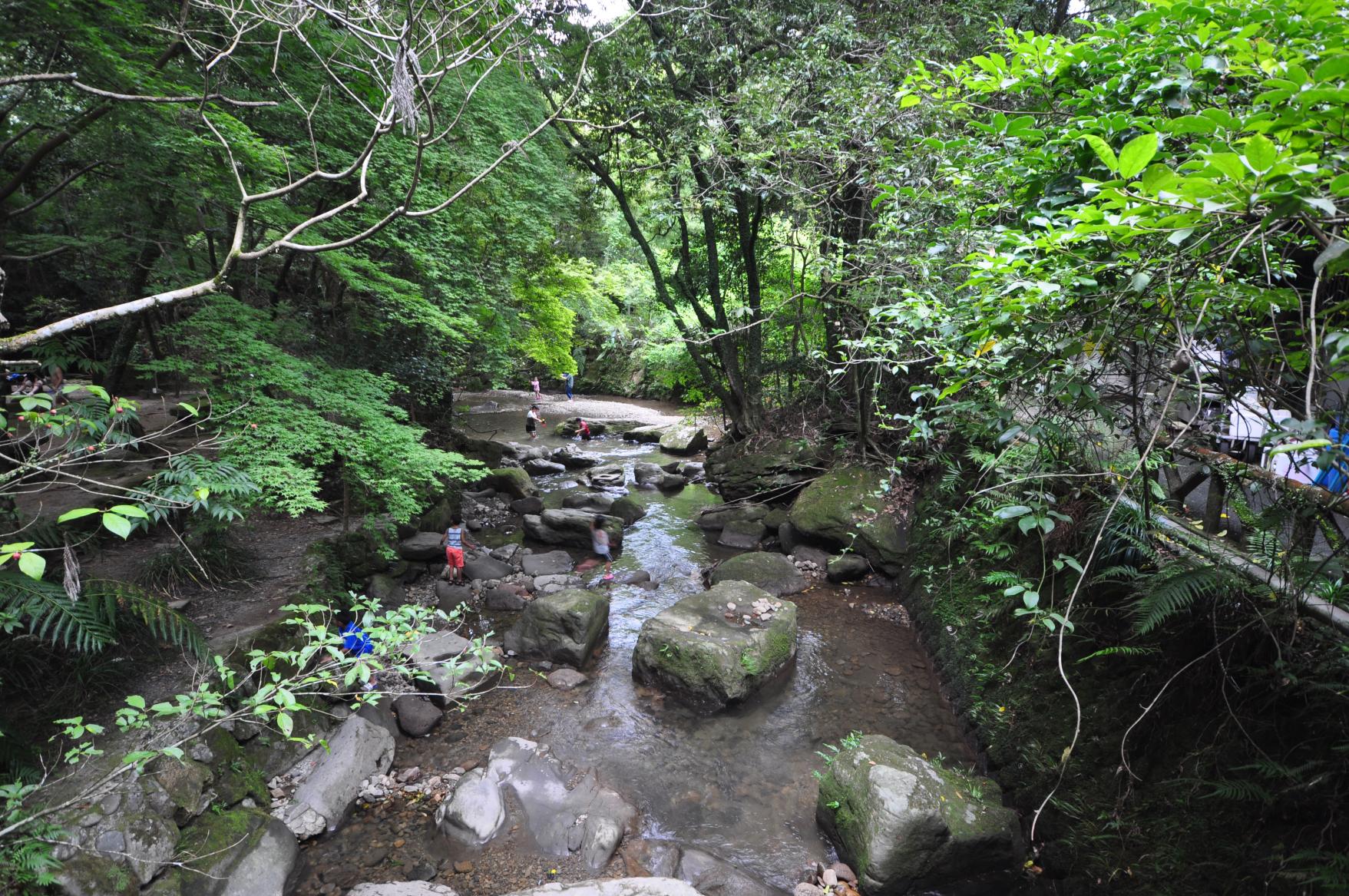 【鹿児島市】慈眼寺公園　（コスモス・紅葉）-1