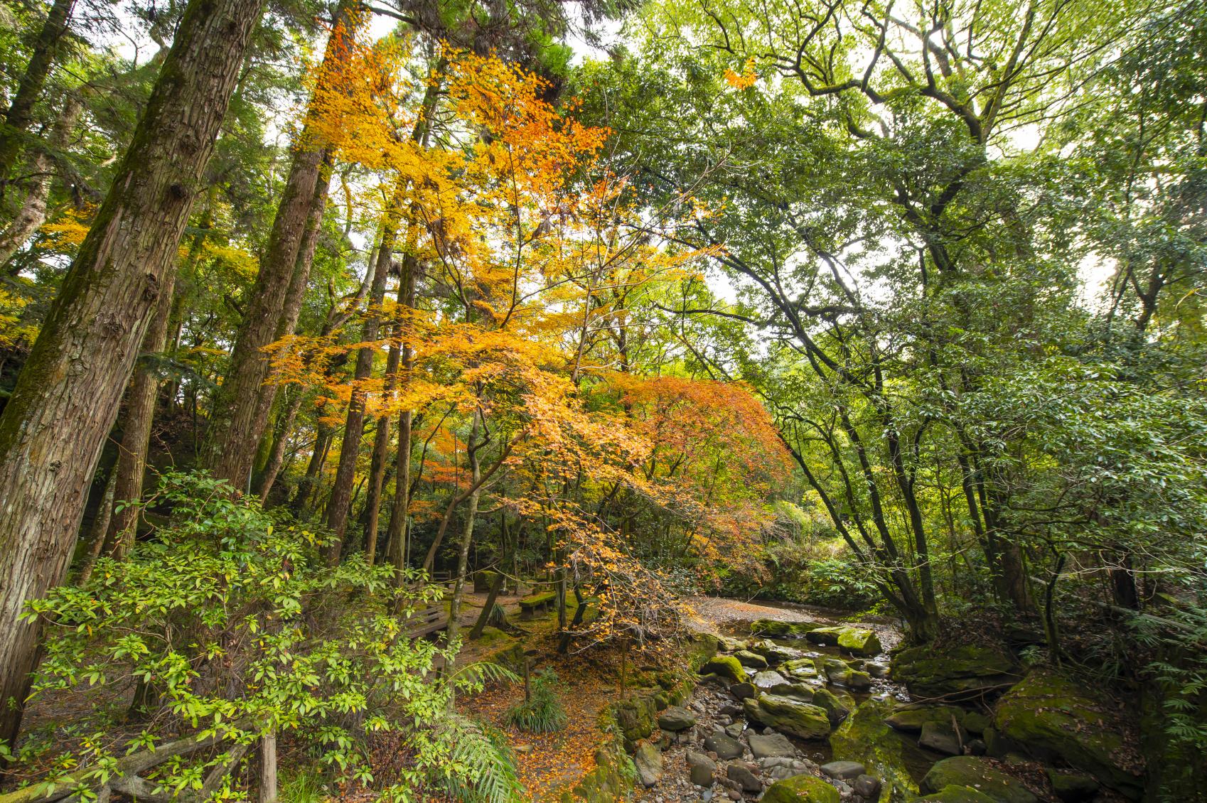 【鹿児島市】慈眼寺公園　（コスモス・紅葉）-2