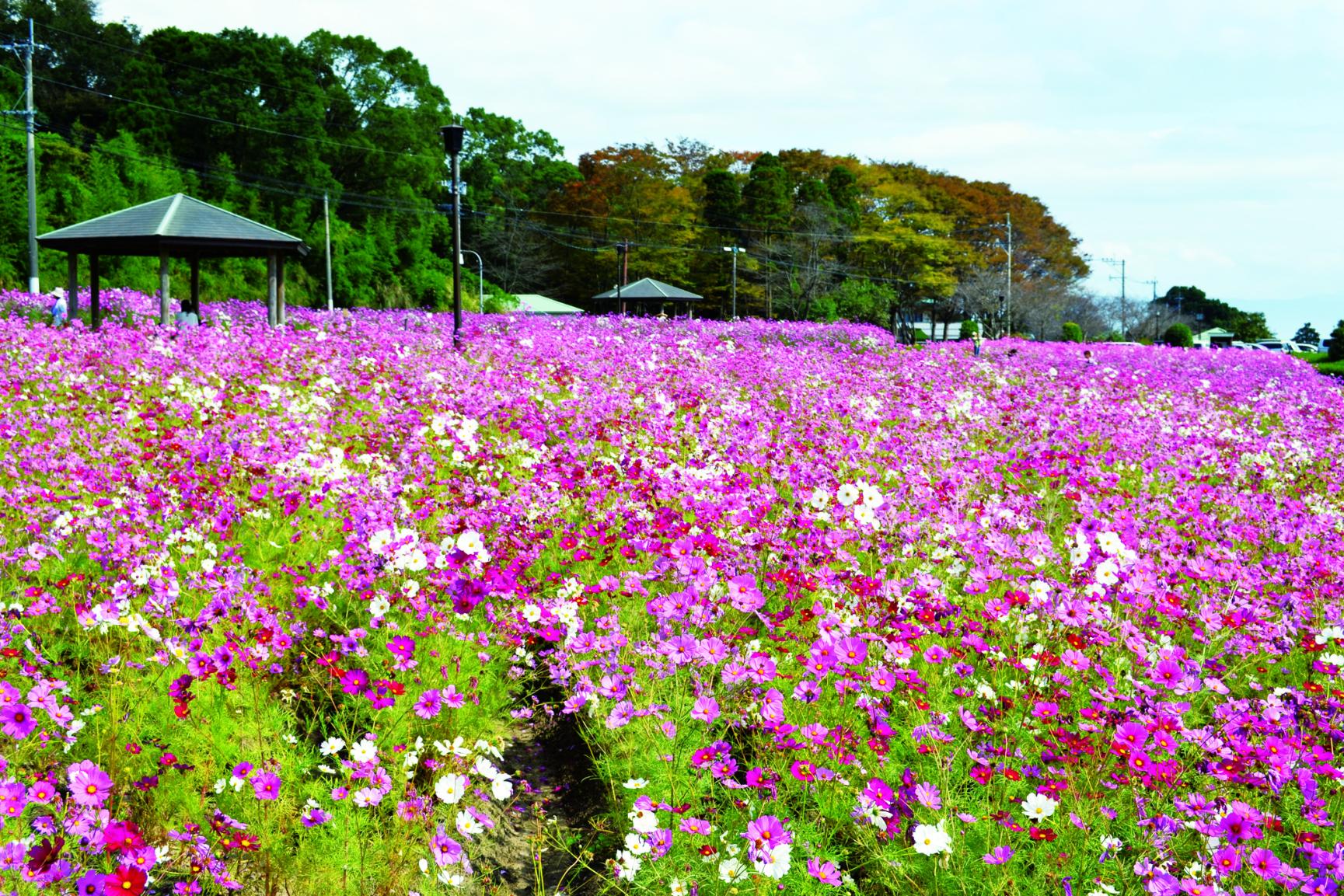 【鹿児島市】慈眼寺公園　（コスモス・紅葉）-0