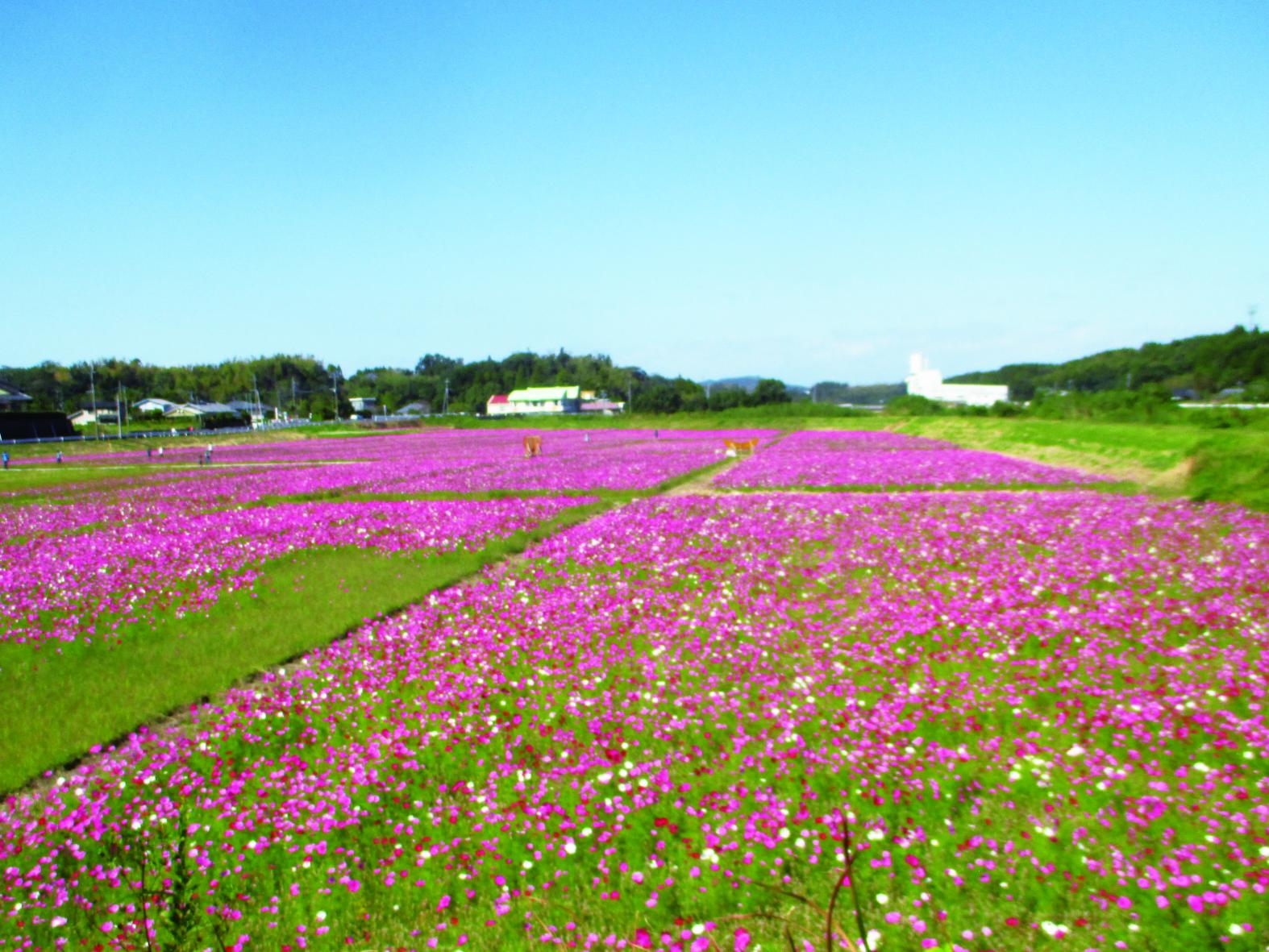 【鹿屋市】南清水川水利組合　コスモス園-0