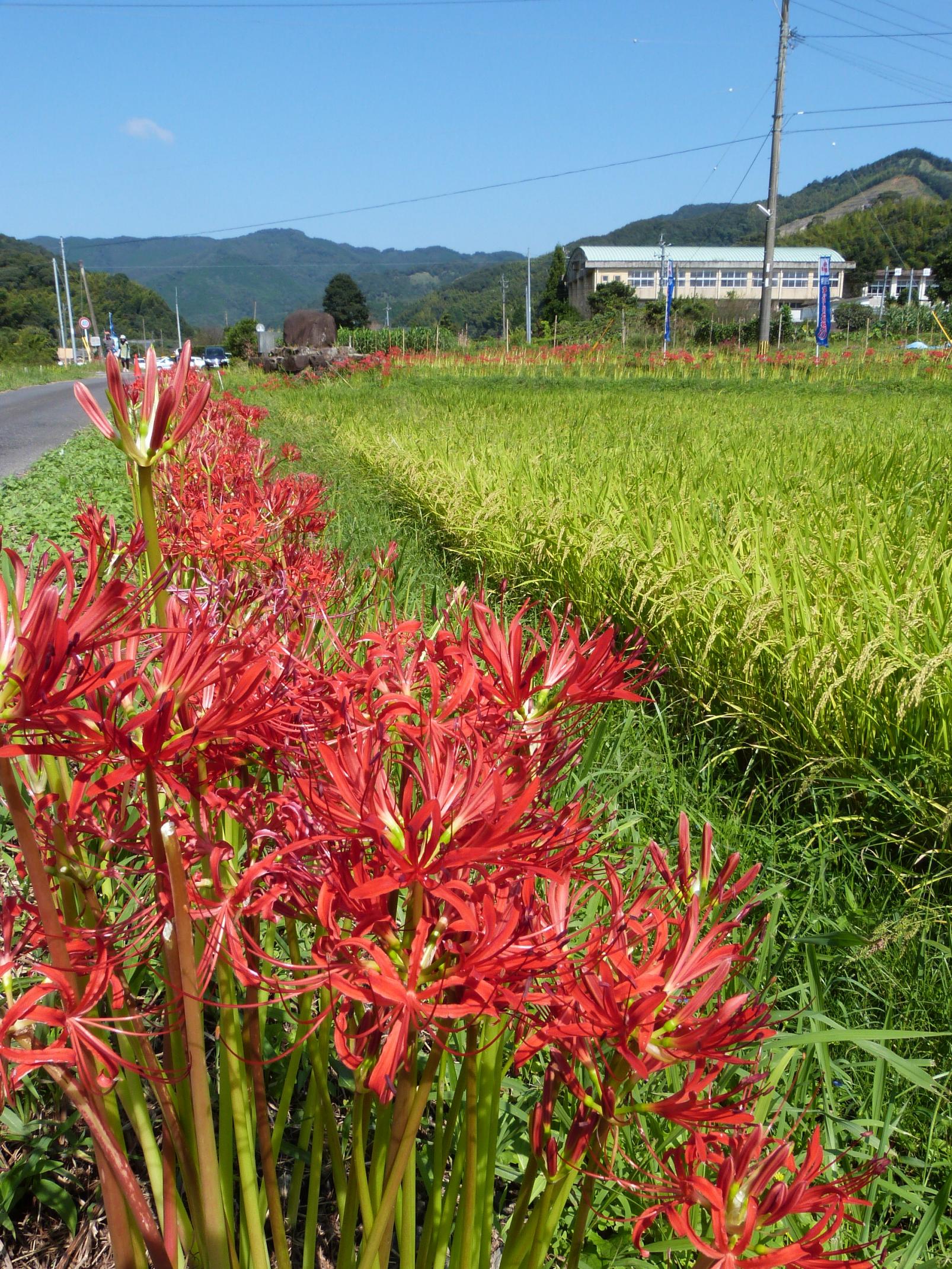 【さつま町】柊野地区の彼岸花-0