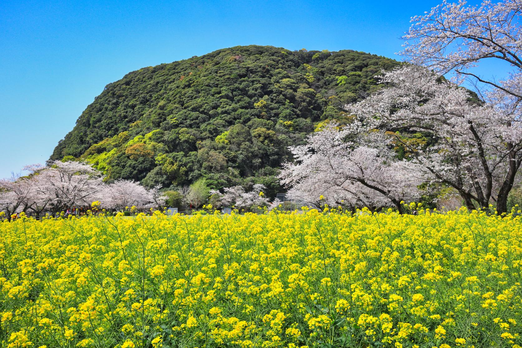 いこいの森　丸山公園-0