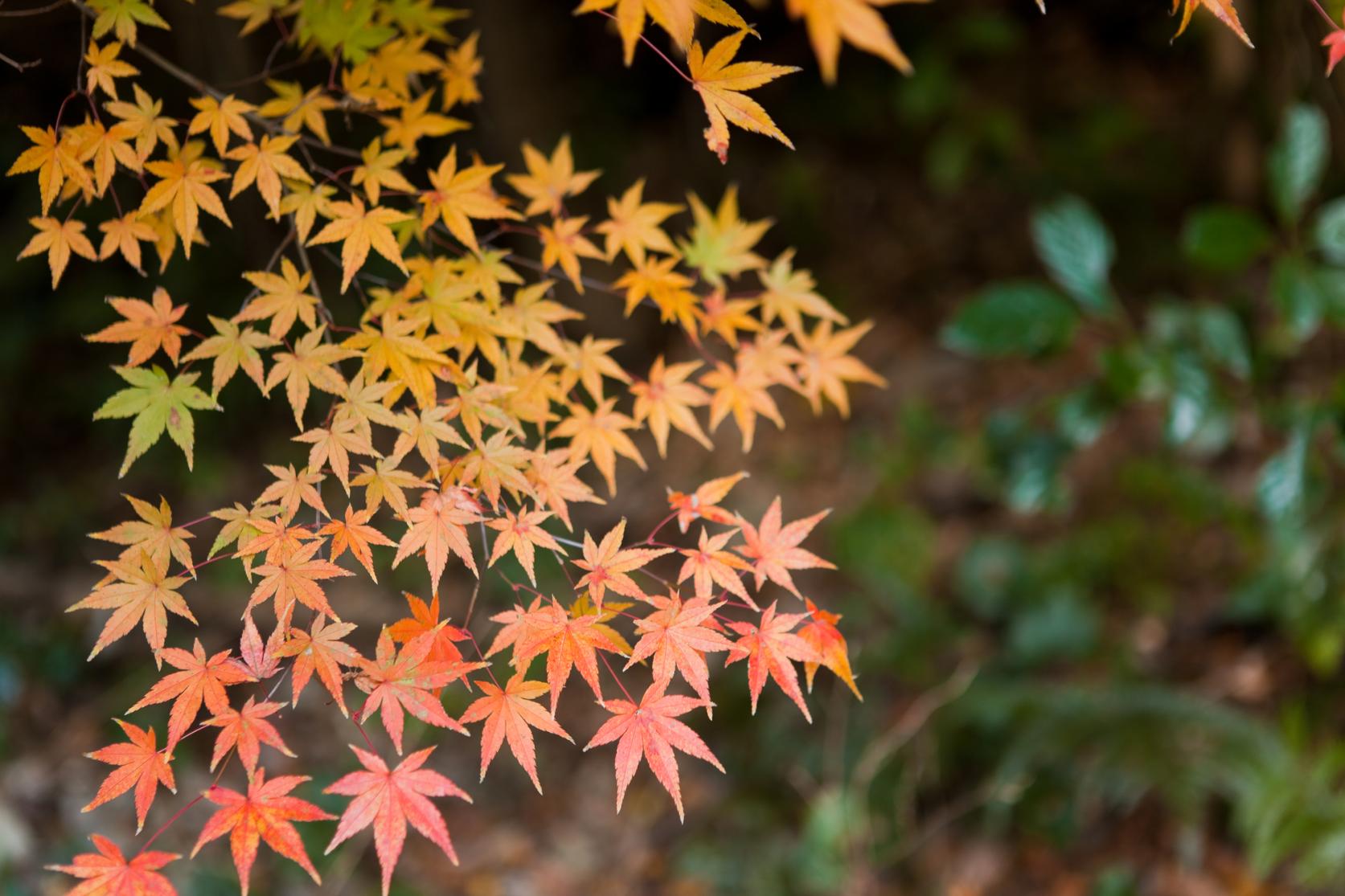 Enjoy the 'Autumn' of Kagoshima-2