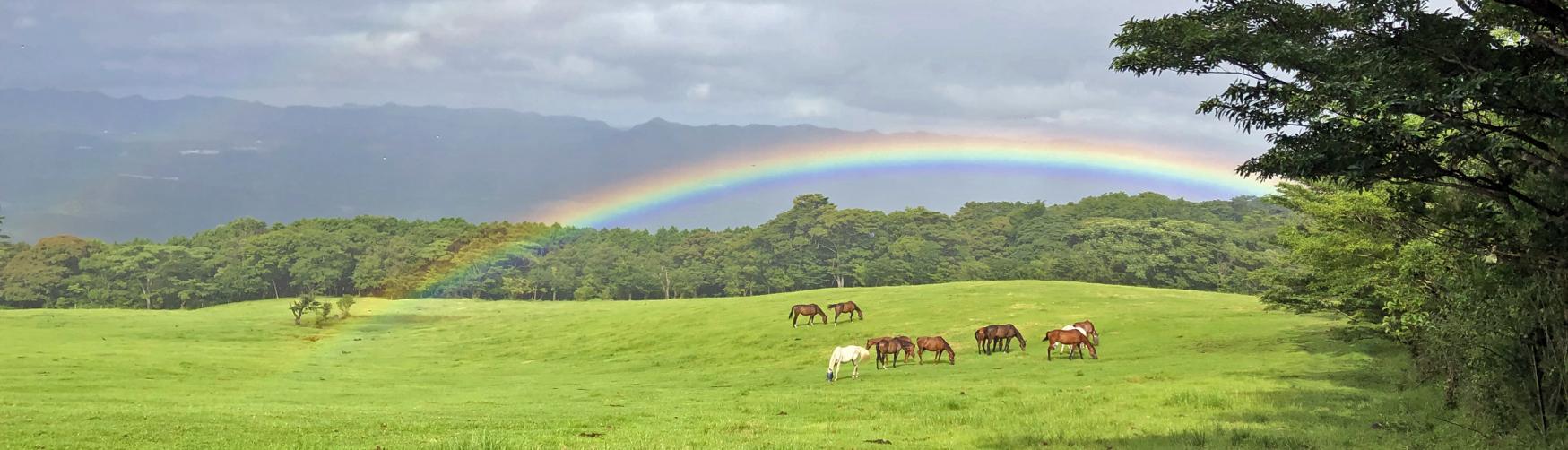 Re-Wild Kagoshima: The ultimate healing experience of interacting with the “Happy Horses”-2