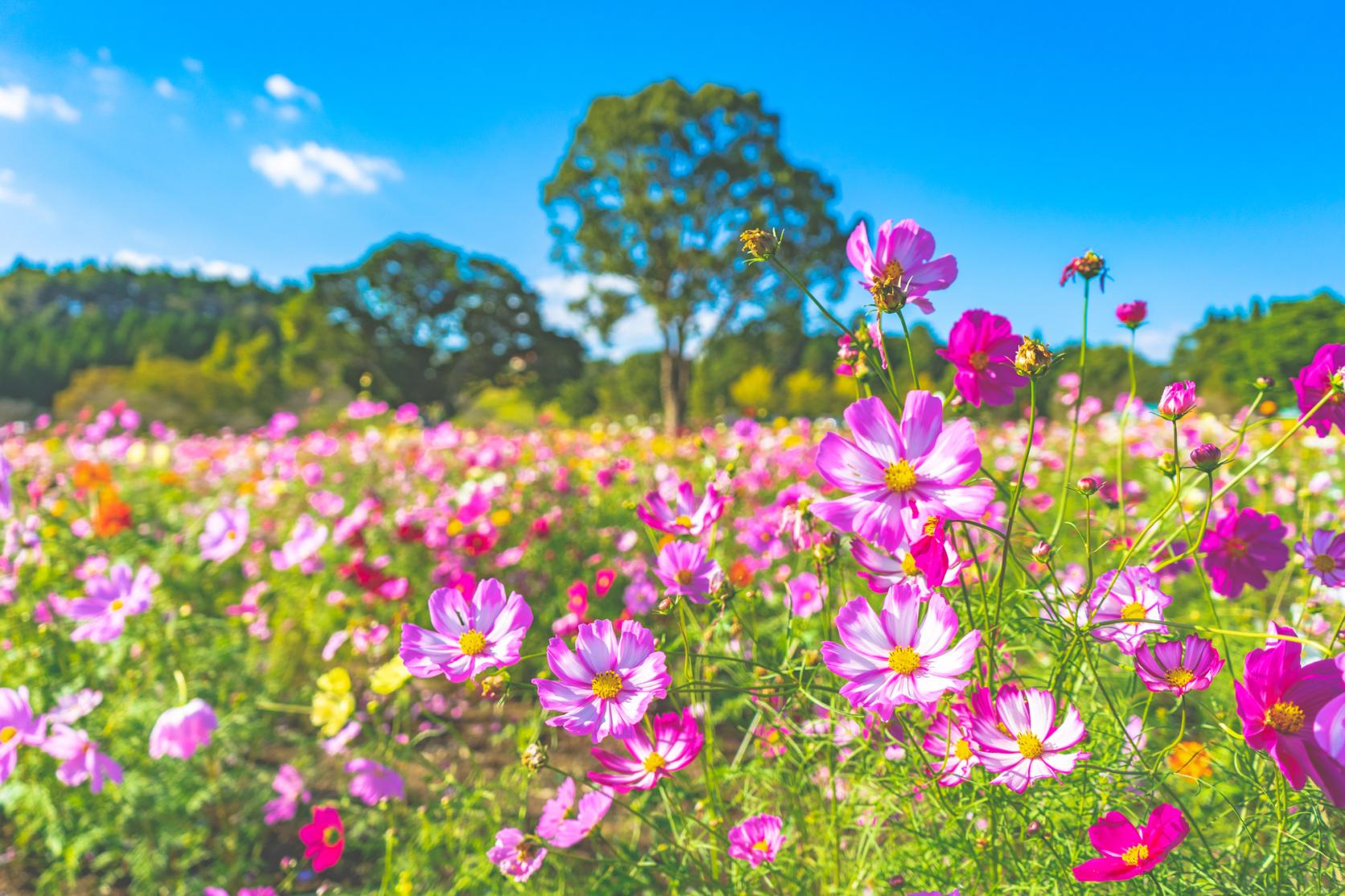 鹿児島の秋を満喫！おすすめ秋の花とおでかけスポット-0