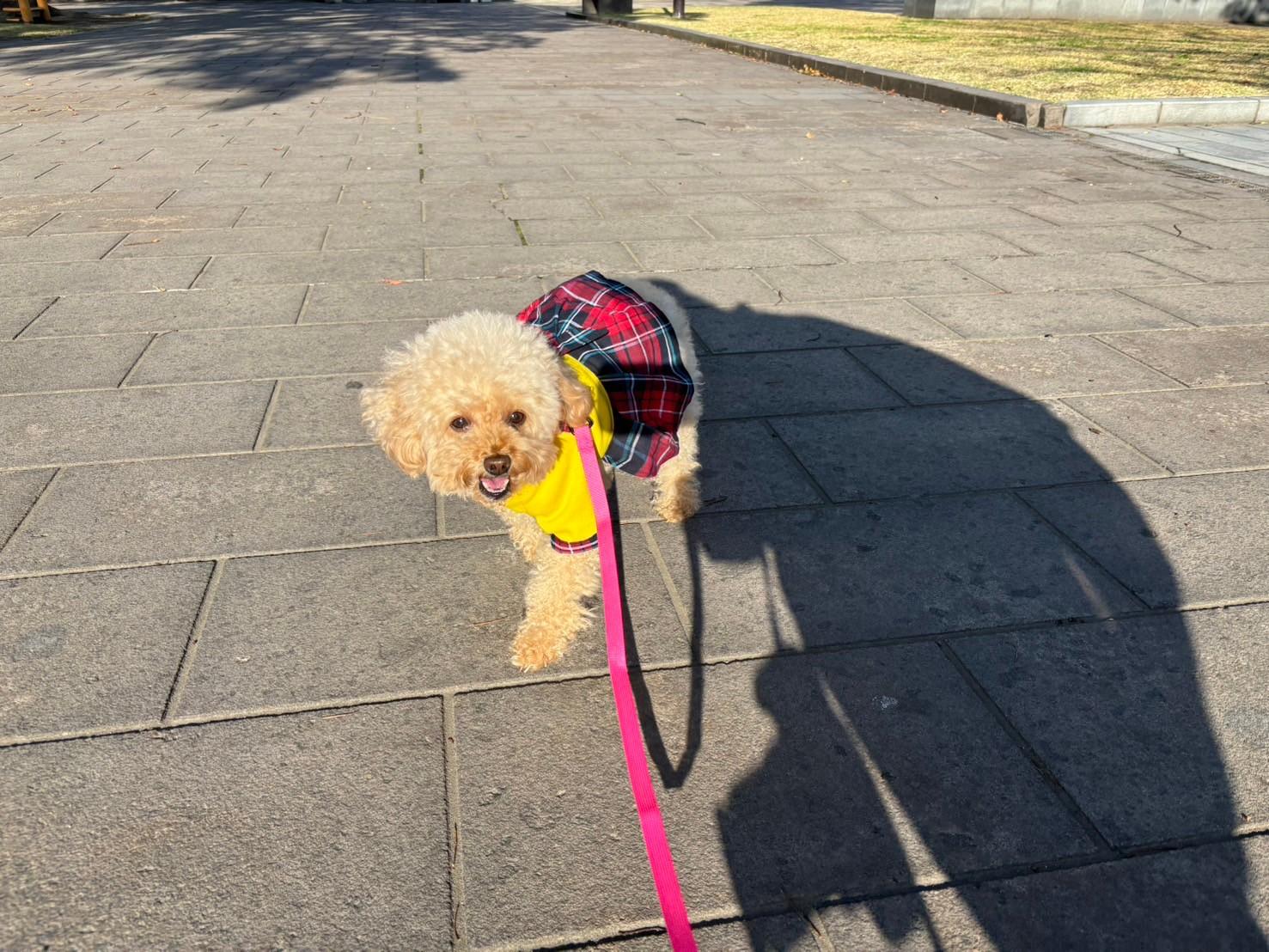 【ペット同伴OK】霧島～桜島を巡る１泊２日コース[鹿児島市発]-4