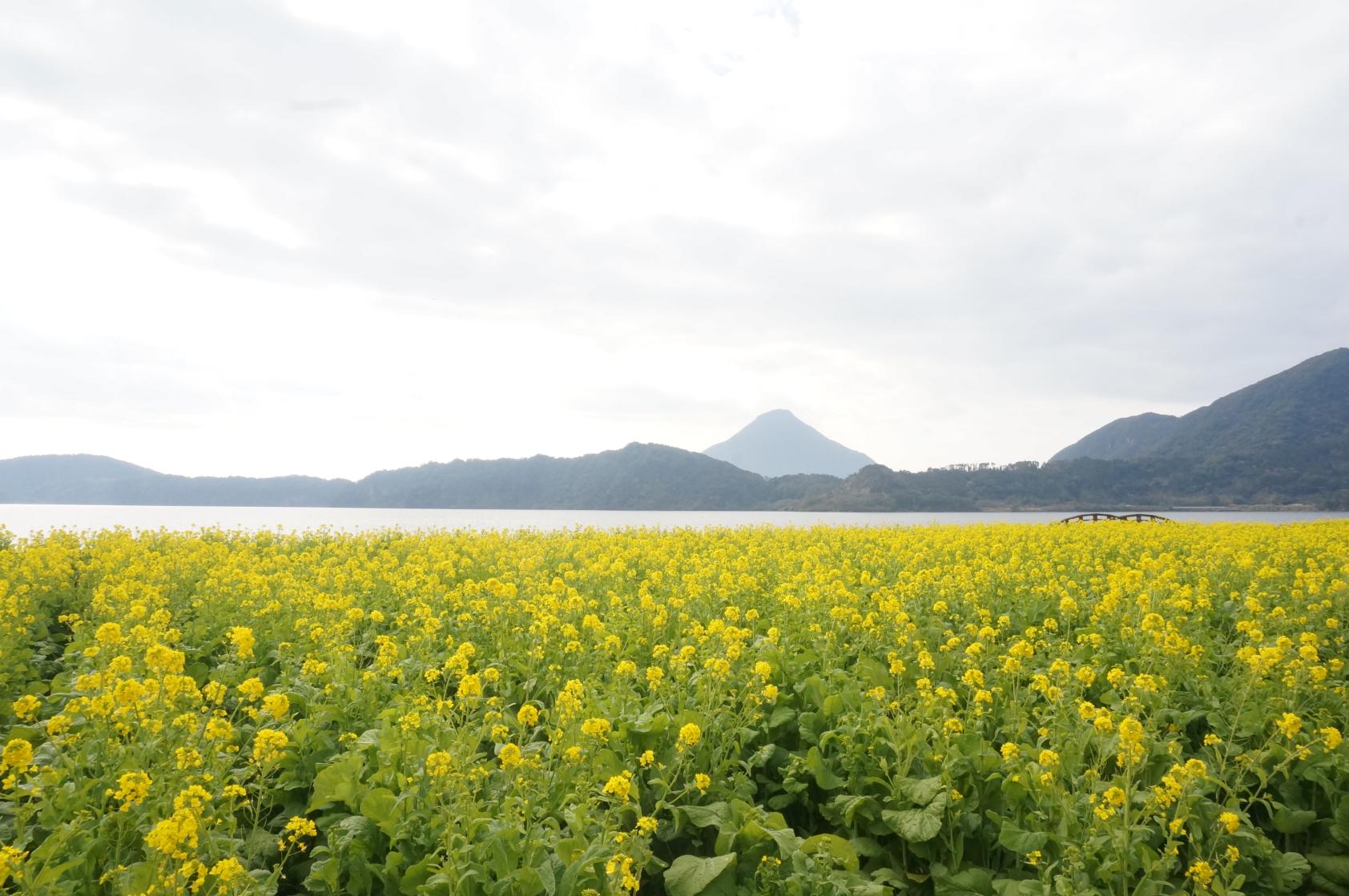 鹿児島で見つける早春の絶景：12月から楽しむ菜の花スポットと見頃情報-1