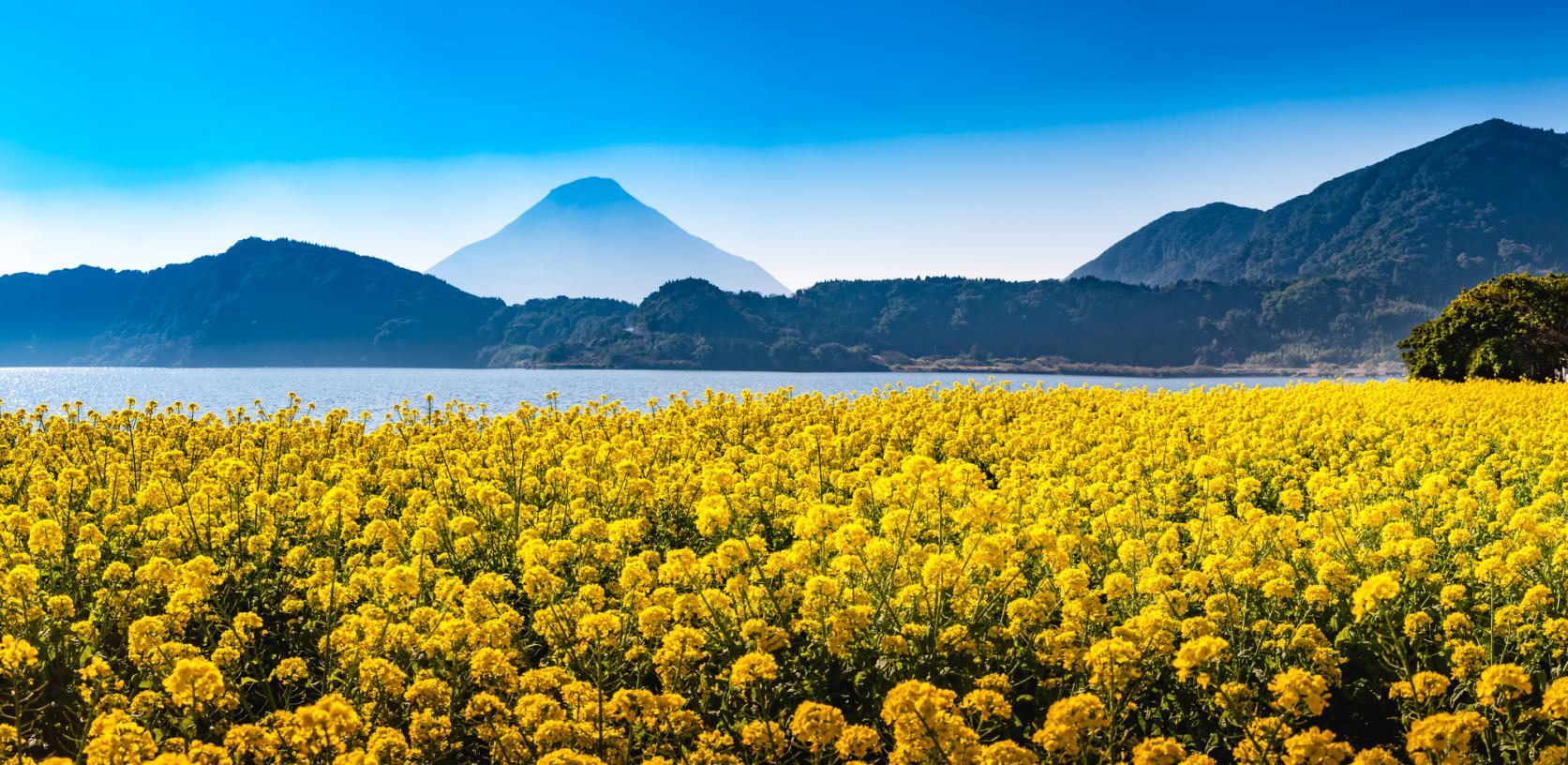 鹿児島で見つける早春の絶景：12月から楽しむ菜の花スポットと見頃情報-1