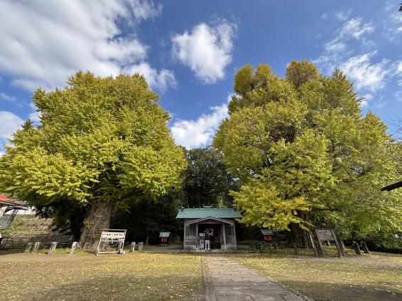 宮浦宮（福山の夫婦イチョウ）-1