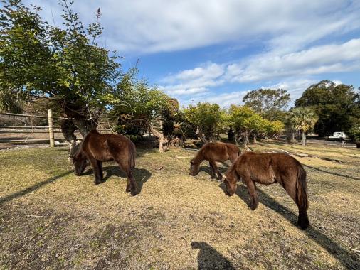 開聞山麓自然公園-1