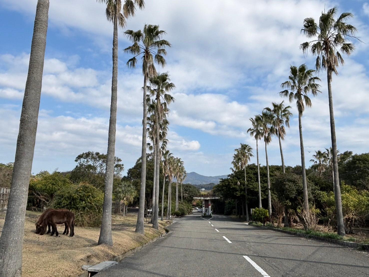 開聞山麓自然公園-2