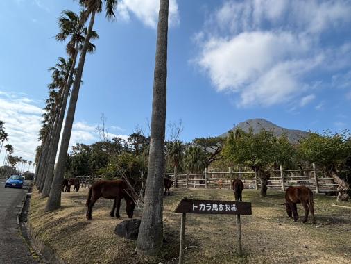 開聞山麓自然公園-0