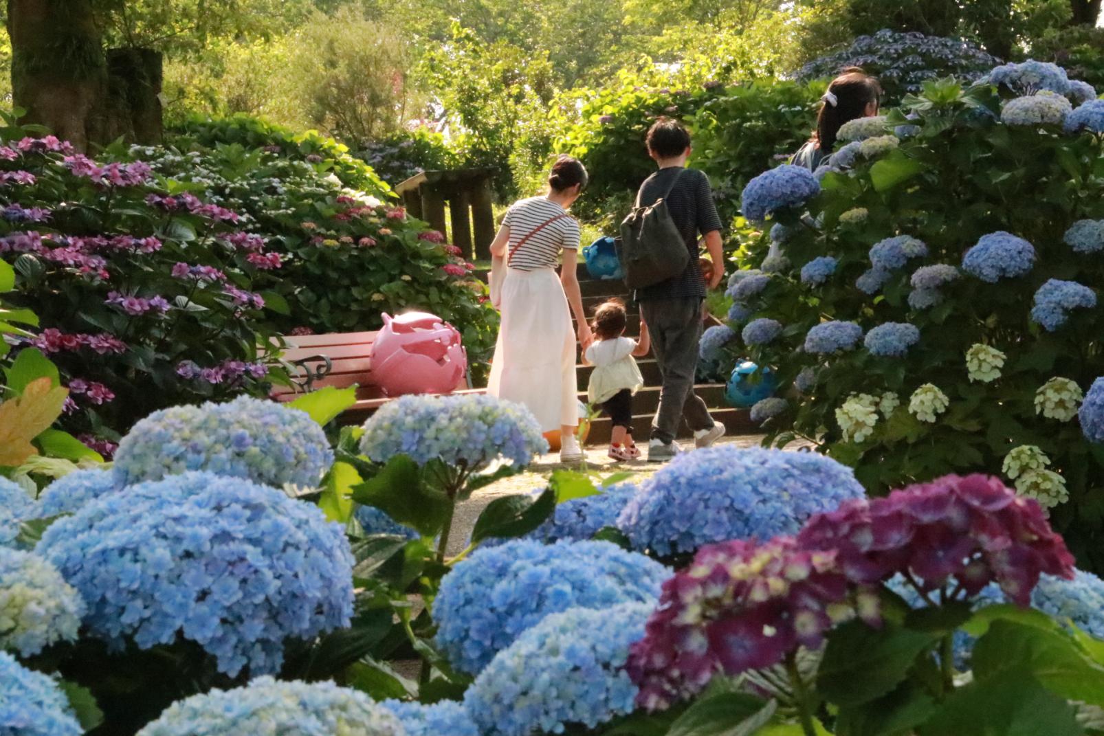 Kanoya Rose Garden | Tourism spot | DISCOVER KAGOSHIMA｜Official 