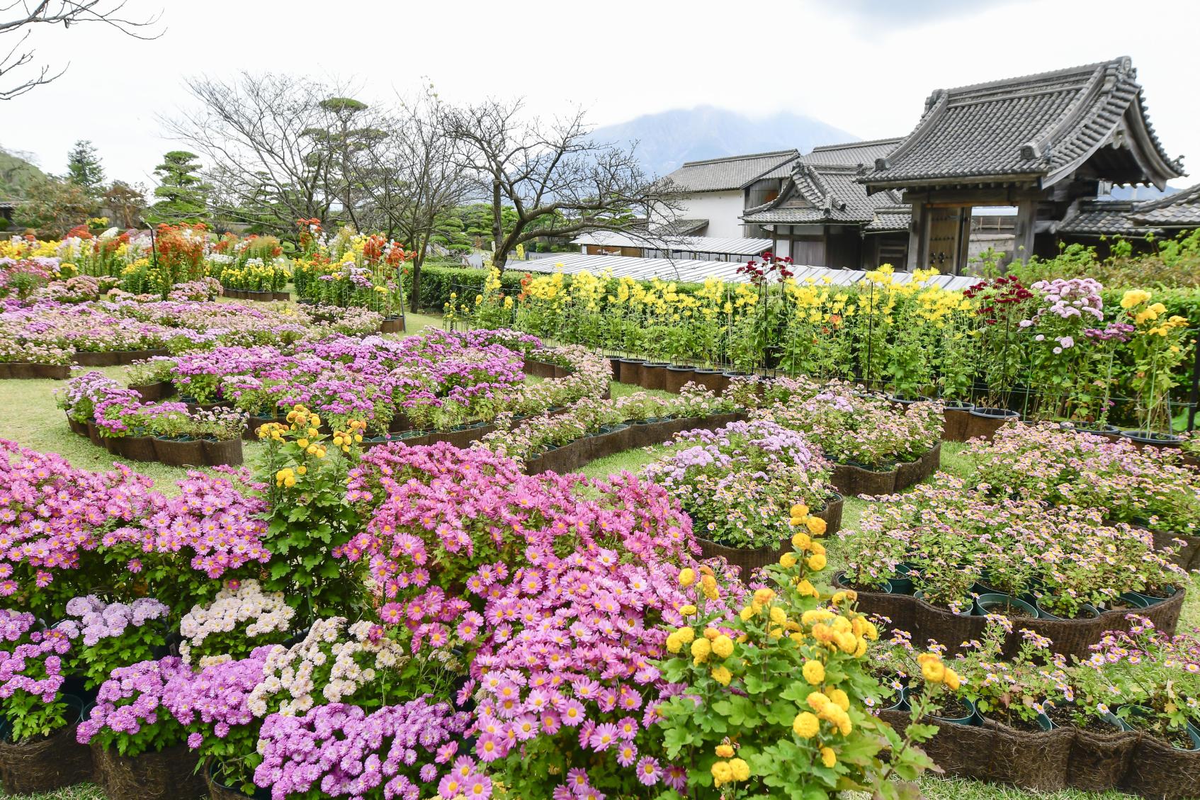 Sengan-en Chrysanthemum Festival-3