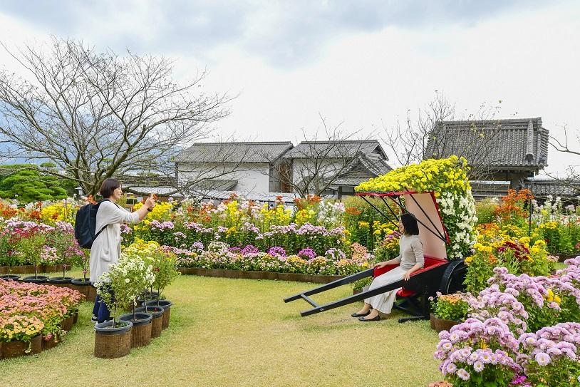 仙岩园菊花节-4