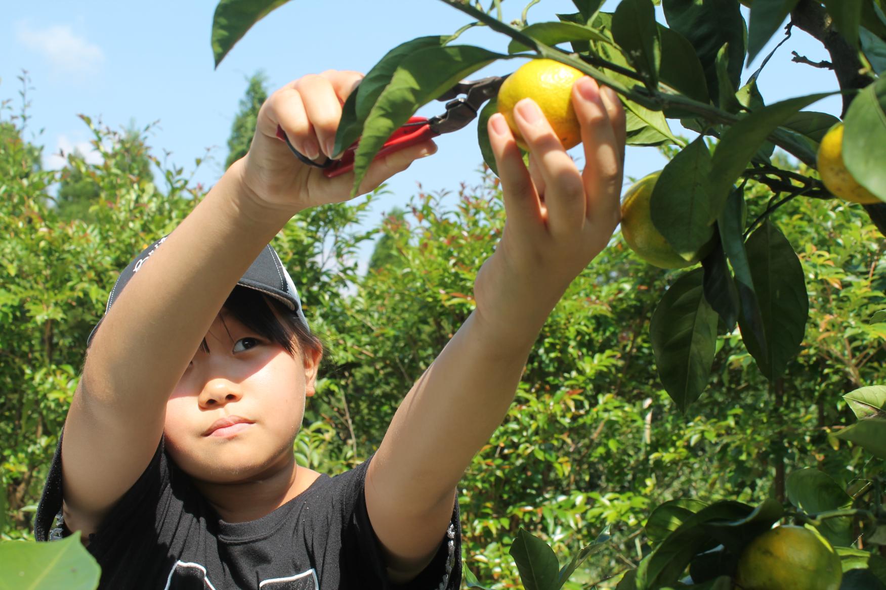 Experiencing the vegetables of Kagoshima’s soil!-1