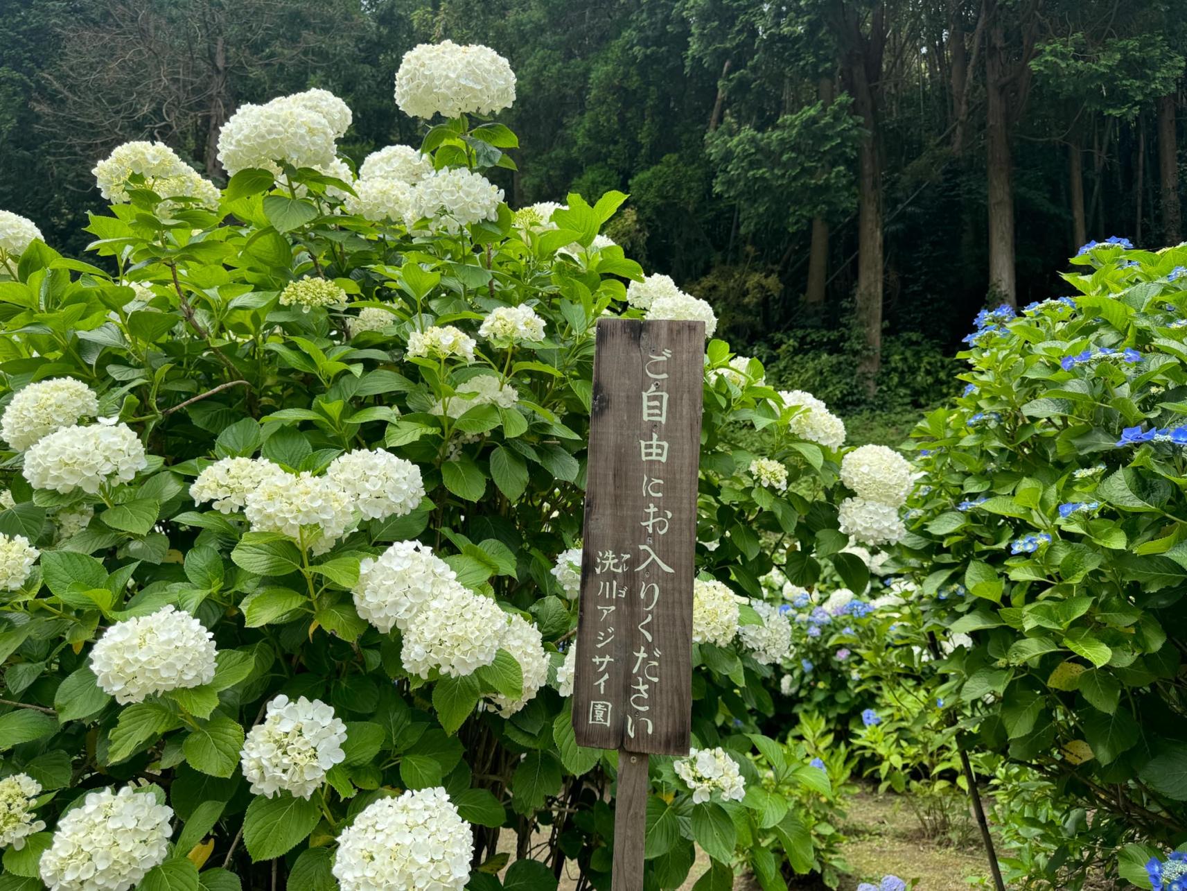 Arego Ajisai garden-6