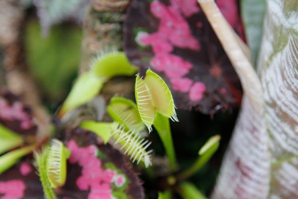 フラワーパークかごしま　夏休み特別企画-2