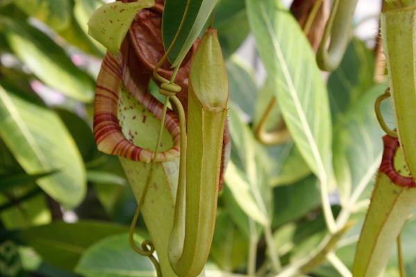 フラワーパークかごしま　夏休み特別企画-3