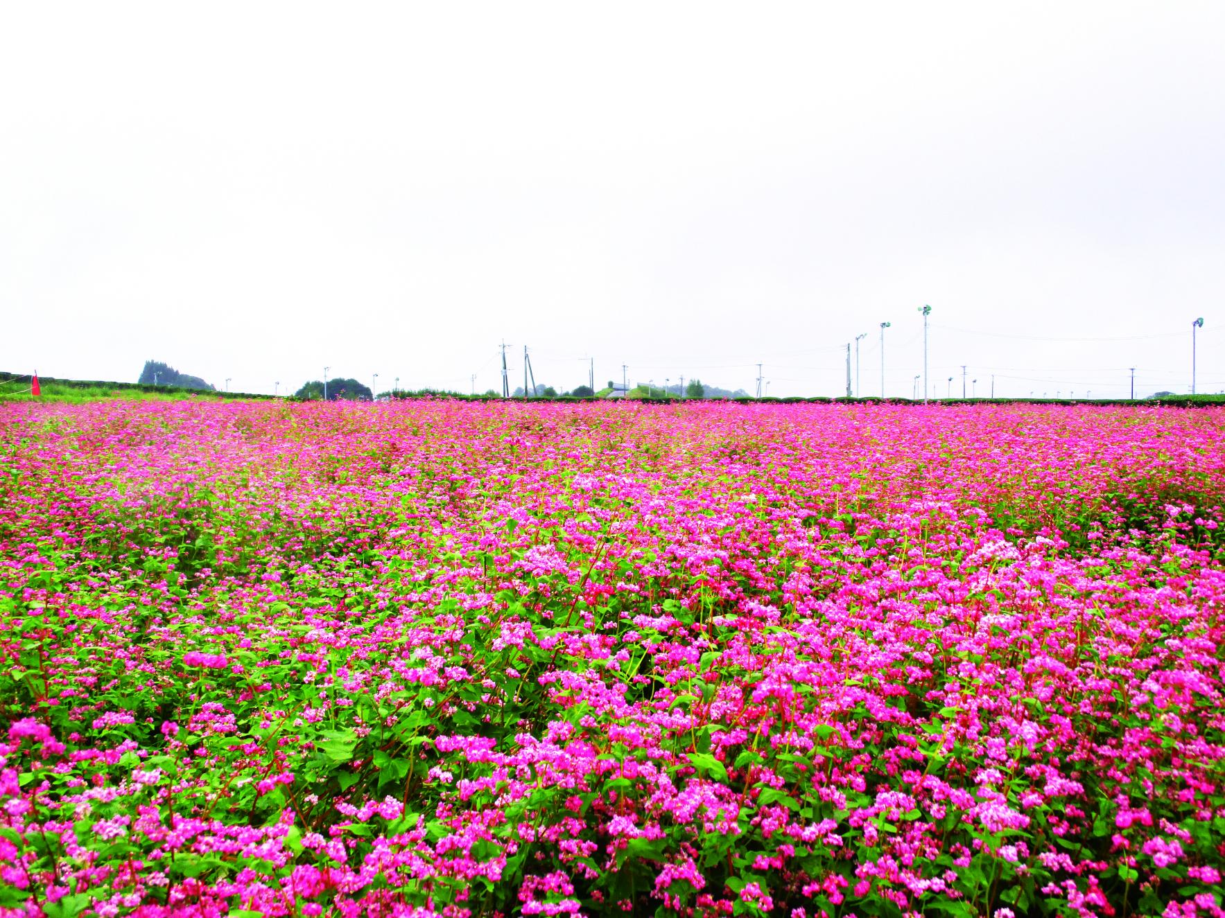 陵北ふれあい農園の赤そば-0