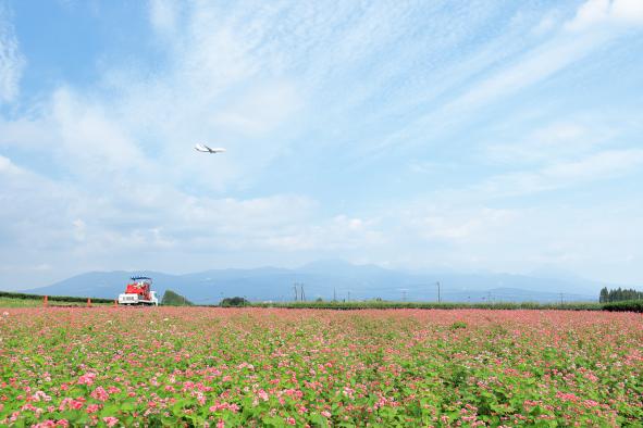 陵北ふれあい農園の赤そば-1