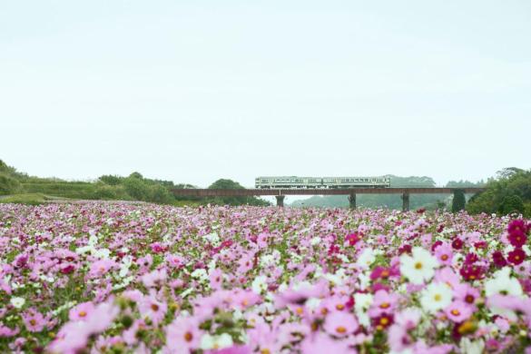 頴娃町郡のコスモス-0