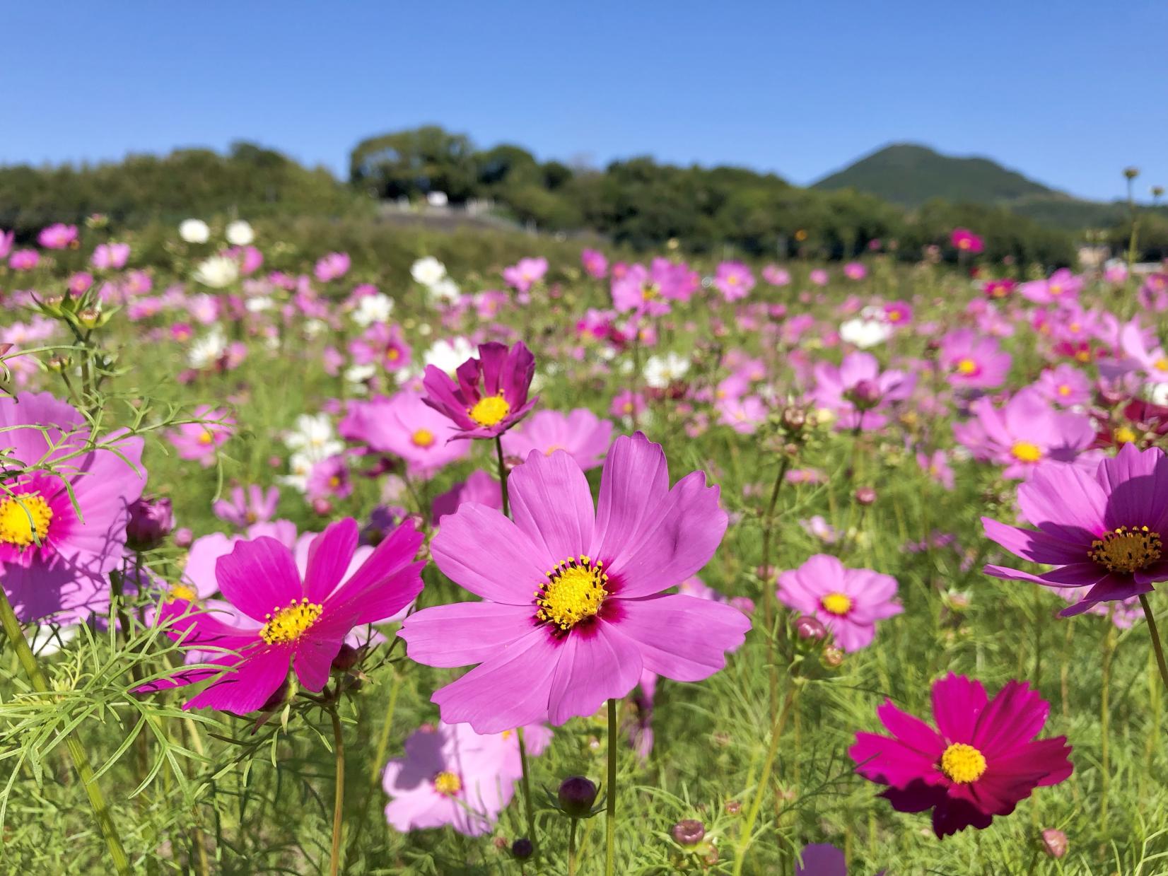 頴娃町郡のコスモス畑-0