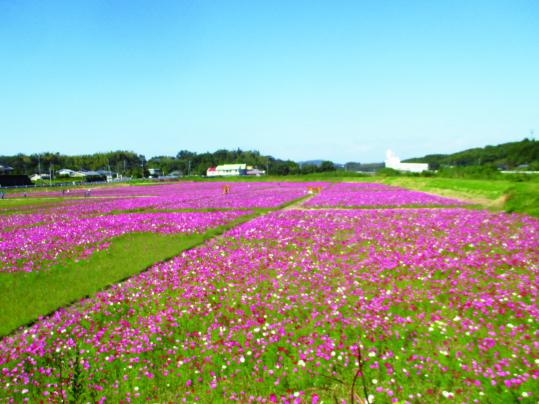 南清水川水利組合　コスモス園-0