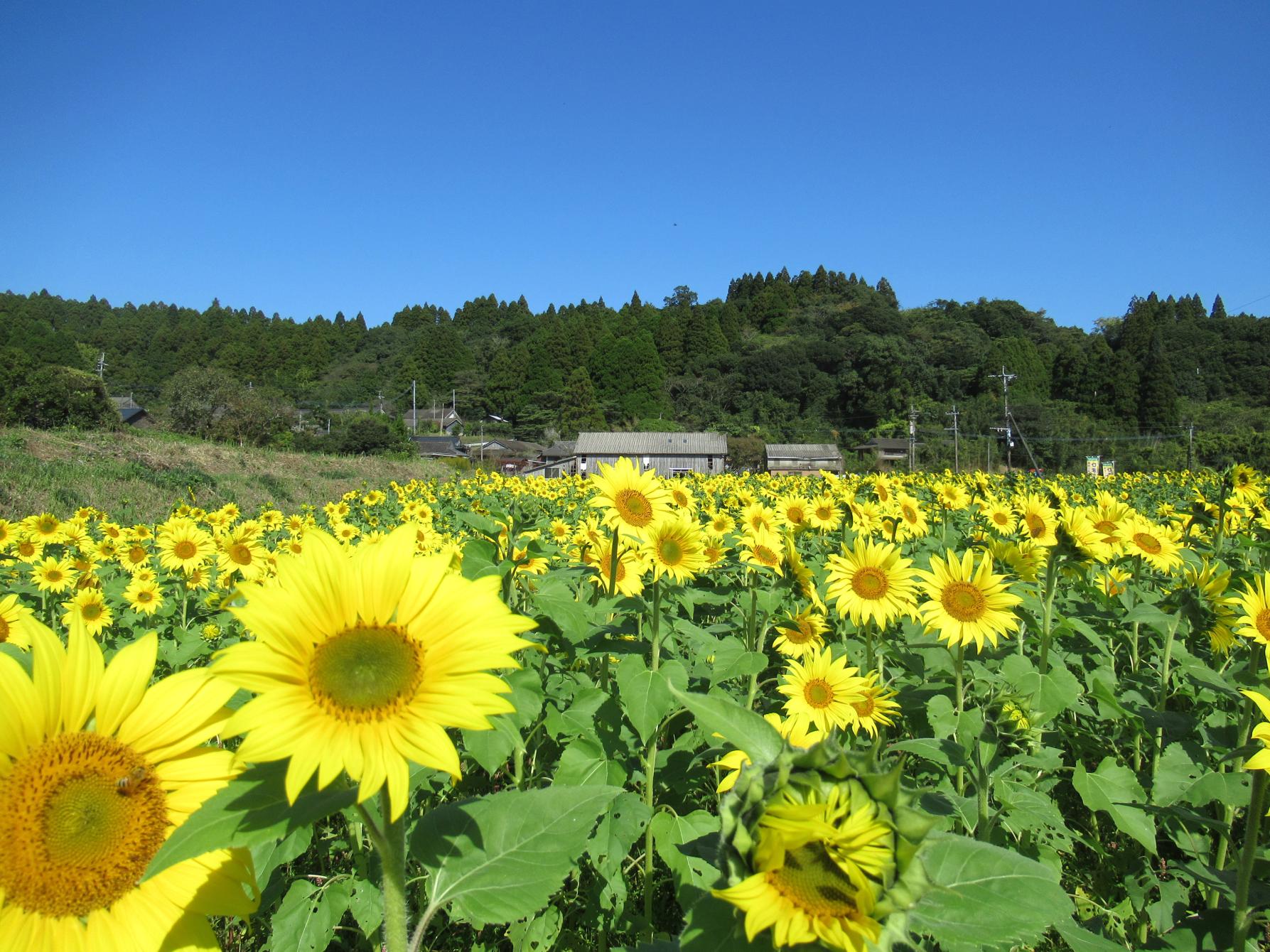 大久保のひまわり-0