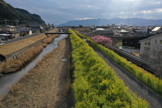 日木山川沿い　菜の花ロード-2