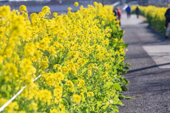 日木山川沿い　菜の花ロード-1