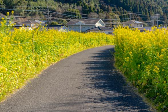 日木山川沿い　菜の花ロード-0