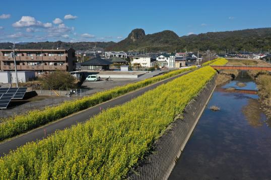 日木山川沿い　菜の花ロード-4